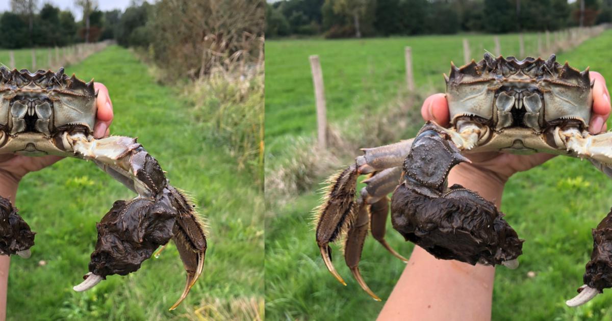 About the mitten crab Clancy | Interreg North Sea